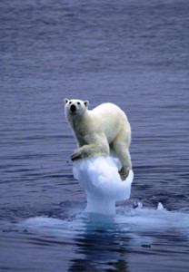 http://digg.com/environment/Global_Warming_Polar_Bear_pic