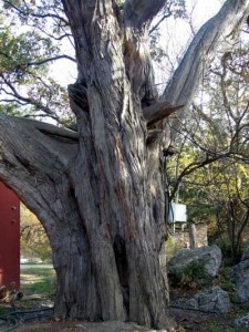 Старейшее дерево Крыма -можжевельник на мысе Сарыч