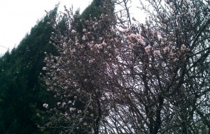 c2ea3776f7eb8d2234930bdad662ac33