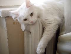 загруженное (25)