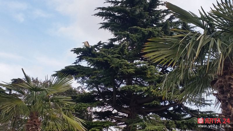 20160108_160514_pelikan