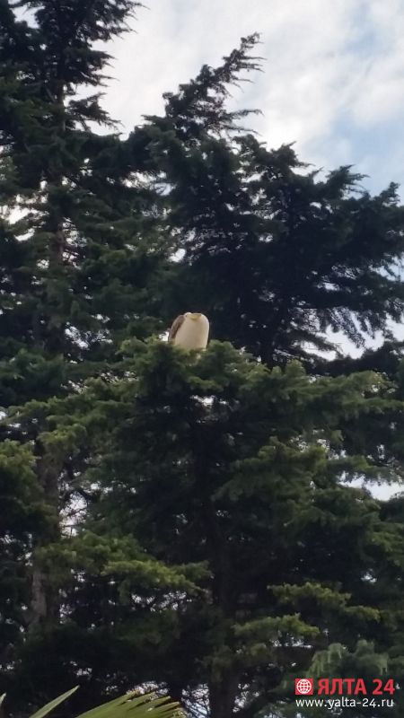 20160108_160640_pelikan