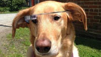ib_94570_dog-google-glass