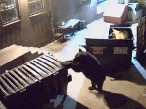 pic_0b8b830da42a78011aeba616c24acc91