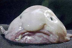 pic_a29e4e99980704be97282e0262716fcd