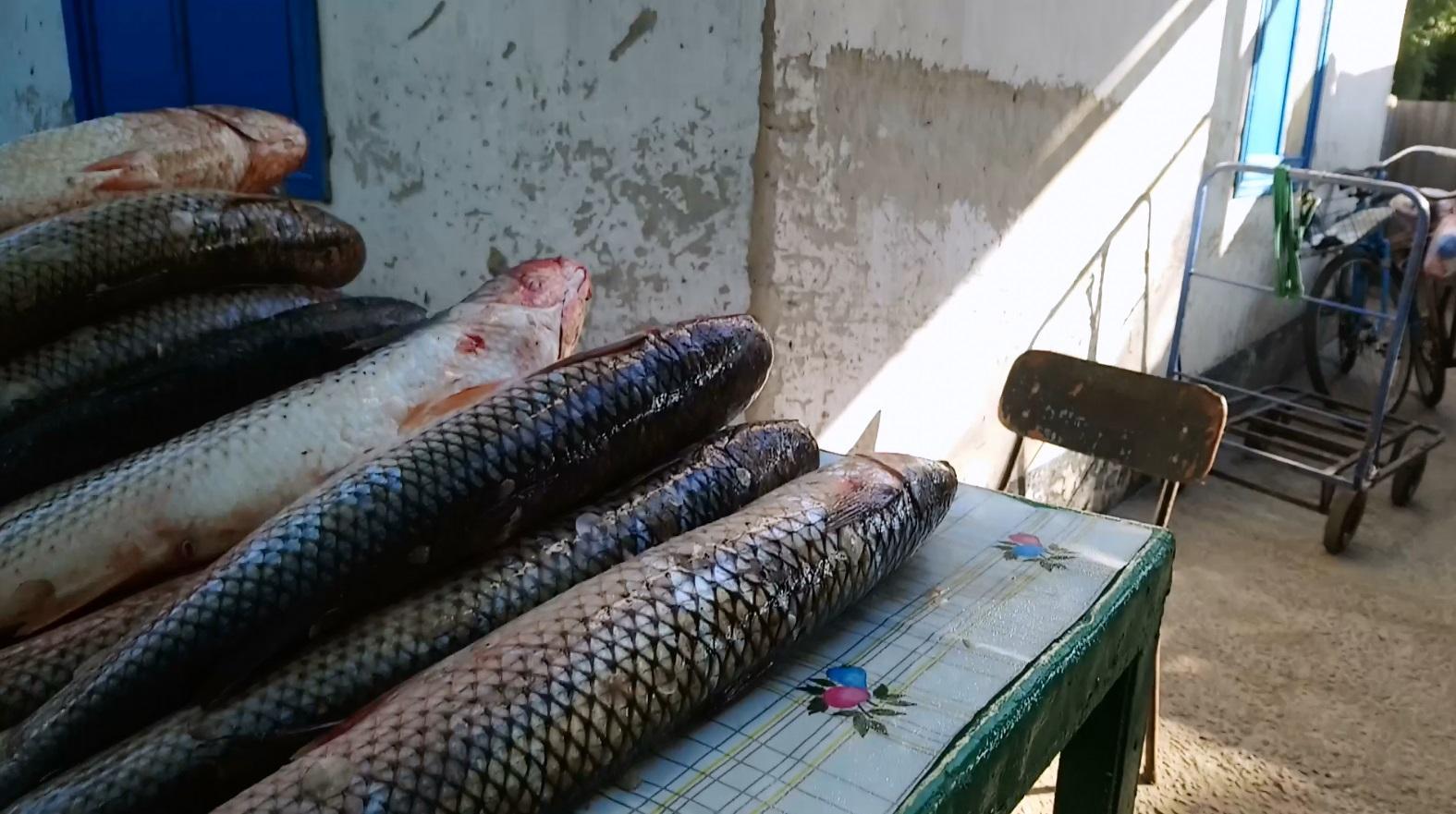 В 100 м от Генической рыбоохраны 20 рыбаков ловят рыбу сетками-пауками: большое расследование, куда девается браконьерская рыба