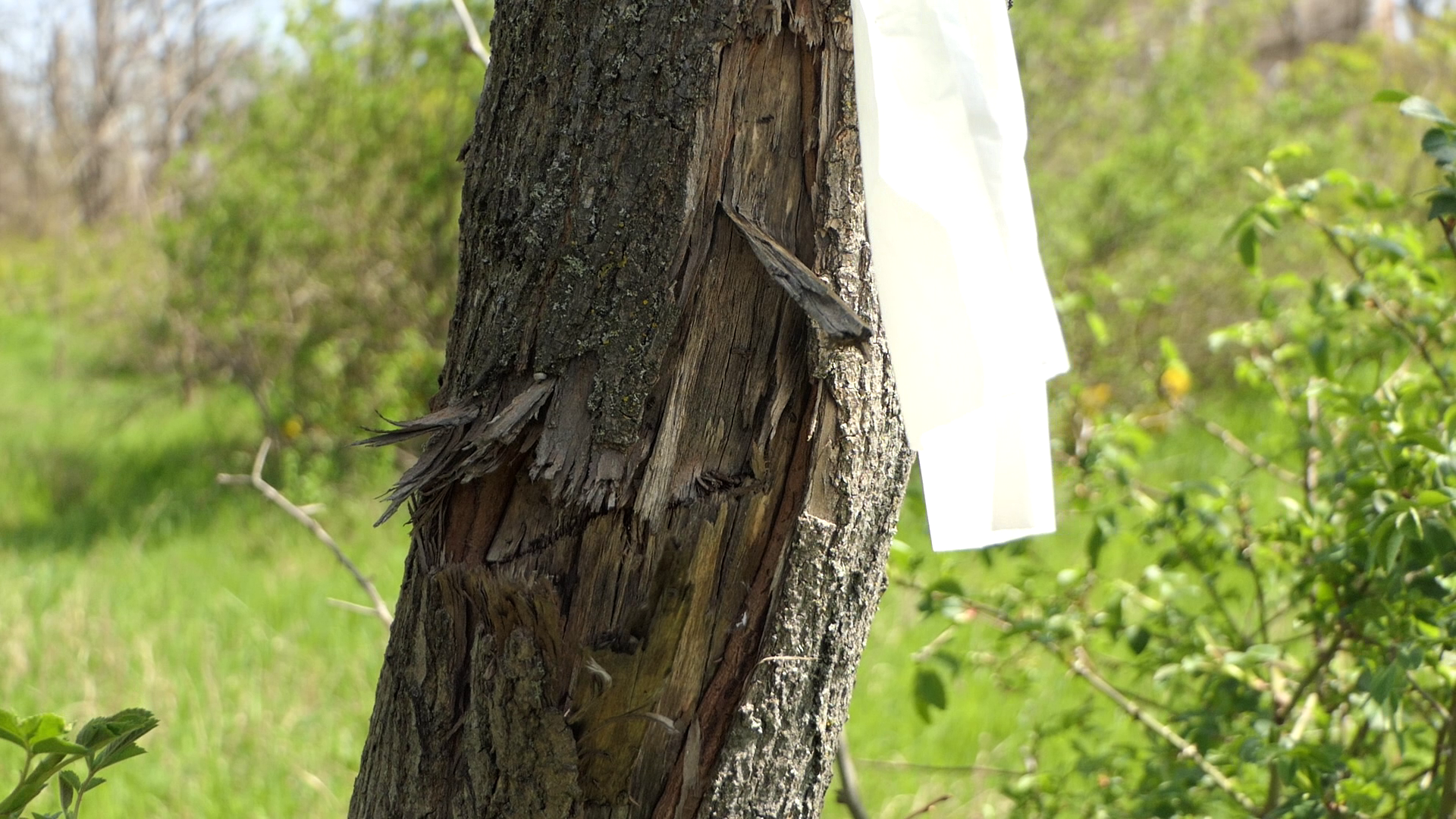 Дерева зі слідами російських куль у Бузковому парку Херсона
