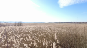 Плавні р.Стугна через дорогу від с.Таценки Обухівської ОТГ. Січень 2024 р.