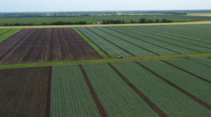 Поля ФГ “Таврія-Скіф” до повномасштабного вторгнення. Фото: Скрін з відео “Село у якого вийшло”